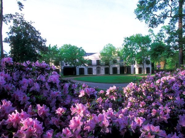 Rienzi, azaleas