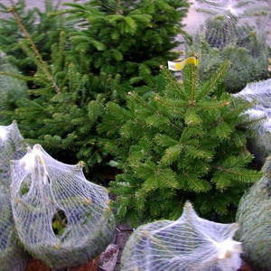 Where to recycle your Christmas tree for free in Austin - CultureMap Austin