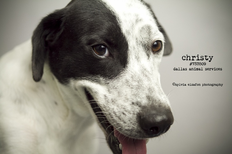 Rescue dog Christy