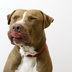 Cafe is a big dog with a sweet, gentle soul