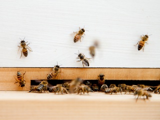 Bees in the apiary on the rooftop of Trace