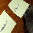 corfu cat bracket animals