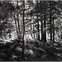 April Gornik Forest Light