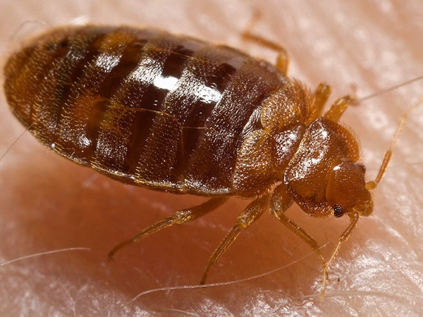 bed bug, gross