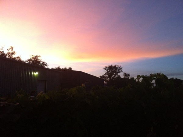Joel, Messina Hof, July 2012, sunset