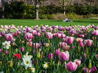 Dallas Blooms, Dallas Arboretum, Dallas, Garden
