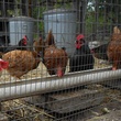 Austin Photo Set: News_Kerri Lendo_Chickens_Nov 2011_3