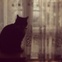 cat, silhouette, window, curtains