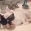 Manny the French bulldog sleeps in a sink