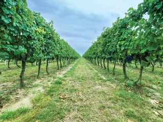 Truluck's Vineyard