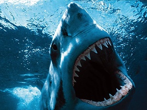News_shark_Shark Week 2011_great white
