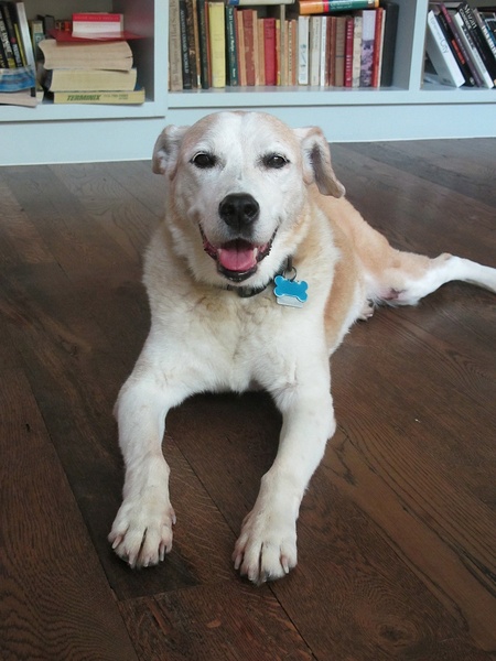 News_Katie_Patsy Cravens_Patches looks right at you too