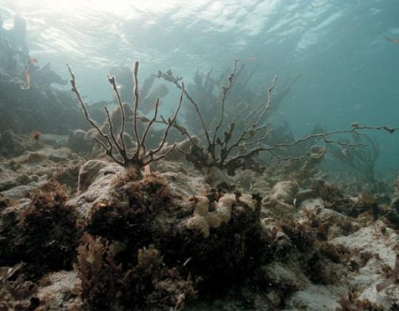 Austin Photo Set: News_melissa_dying coral_jan 2012_dead coral