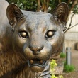 News_cougar_UH_University of Houston