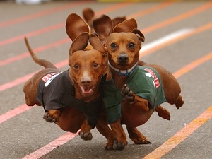 Austin Photo: Events_Wiener Dog Races_poster