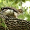 hawk, in tree