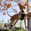 Klyde Warren Park, dog park