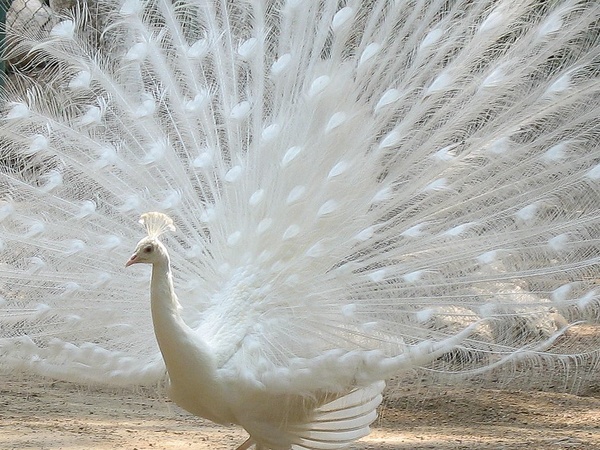 peacock, feathers