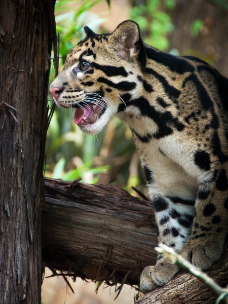 10, Houston Zoo, clouded leopard cubs, October 2012, Tarak