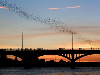 Austin Photo:Events_batfest_poster
