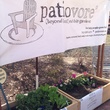 Patiovore, gardening, garden, March 2013