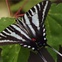 News_Sandyland Sanctuary_Swallowtail