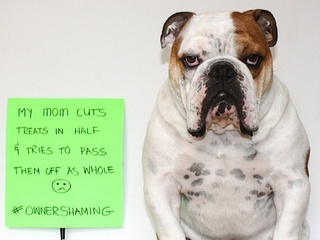 Bulldog owner shaming