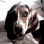 News_Cameron Densen Hammon_Nellie the Basset Hound