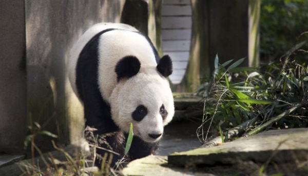 Tian Tian_Panda