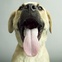 Rescue dog Frank