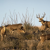 2017 Wild Texas Film Tour