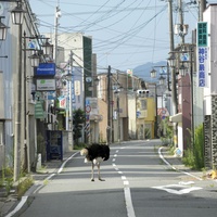 Asia Society Texas Center presents In the Wake: Japanese Photographers Respond to 3/11