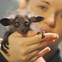 Aye-Aye