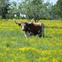 Texas longhorn, cow, steer