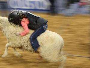 4, RodeoHouston, mutton bustin', March 2013