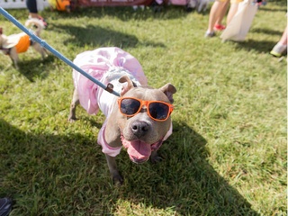 Best Friends Animal Society presents 2017 Strut Your Mutt 5K