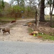 Corridor Rescue Inc., stray dogs, January 2013