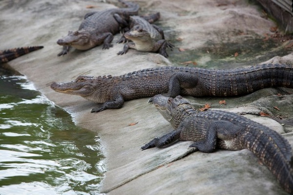 Swamp People, aligators, crocodiles