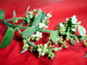 Events-Mistletoe Madness-Dec 09