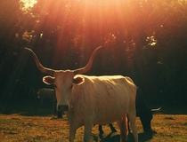 Alex Bentley: How to win a fabulous Four Seasons vacation with your iPhone camera