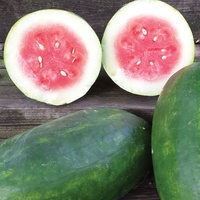 Photo of watermelon