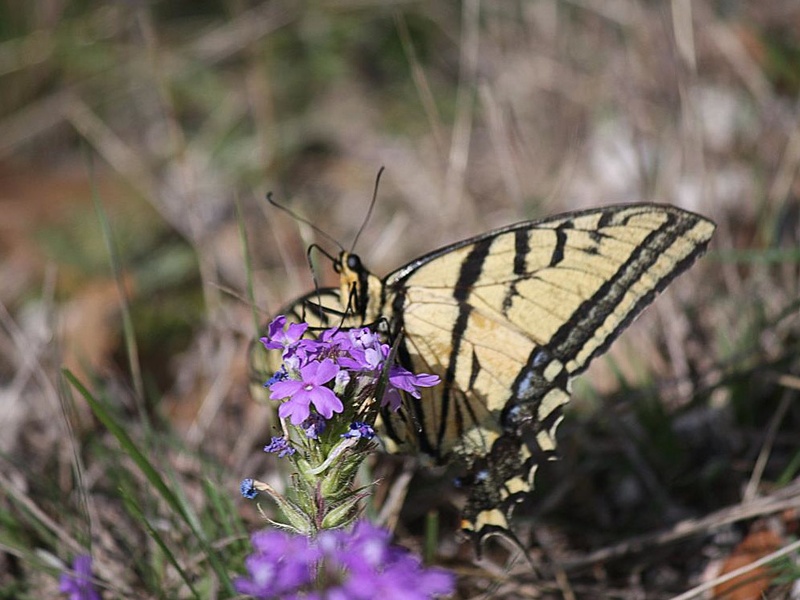 first day of spring, Texas Hill Country, butterfly