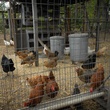 Austin Photo Set: News_Kerri Lendo_Chickens_Nov 2011_1
