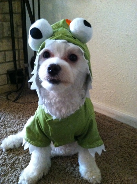 Dog in dragon costume