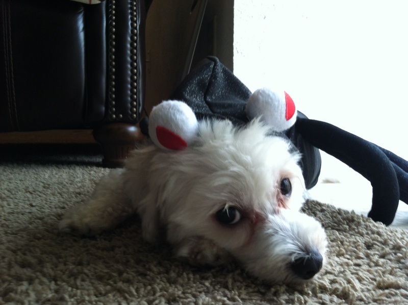 Dog in spider costume