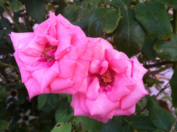 Joel, Messina Hof, July 2012, flower