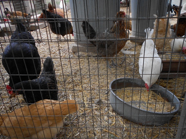 Austin Photo Set: News_Kerri Lendo_Chickens_Nov 2011_2