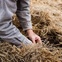 Haymakers diptych with hay and grain 