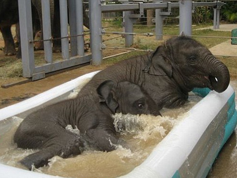 News_Houston Zoo_elephant cam