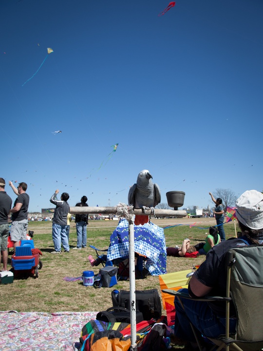 Let's go fly a kite Shots from the 84th Annual Austin Kite Festival